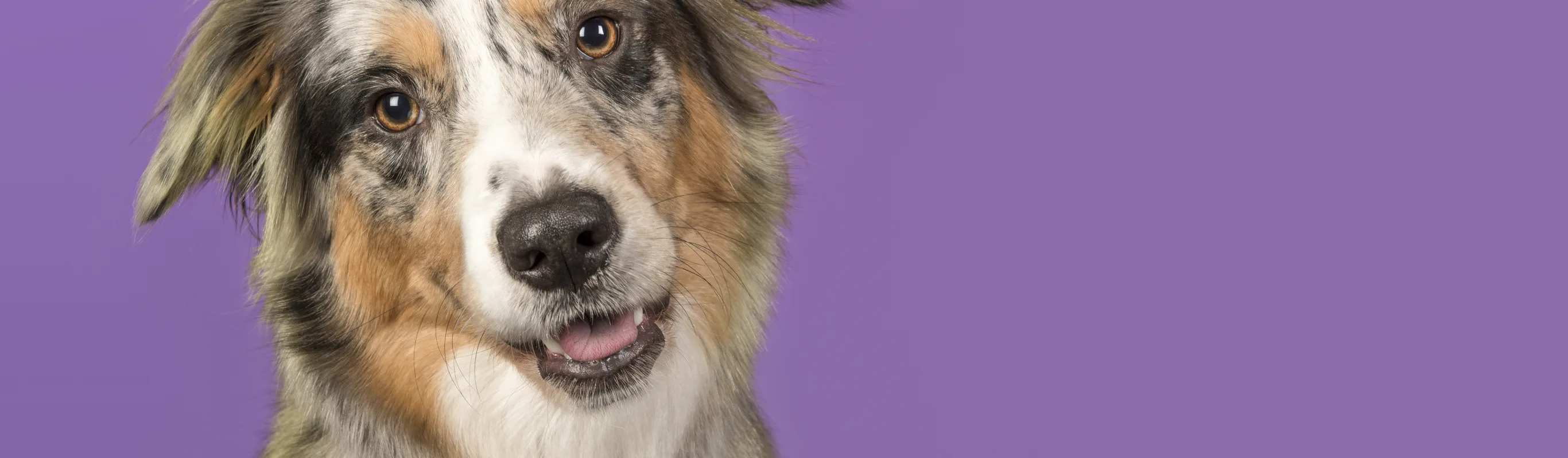 Dog sitting in front of purple background